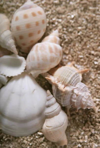 Deniz Kabukları Midye Kabukları — Stok fotoğraf