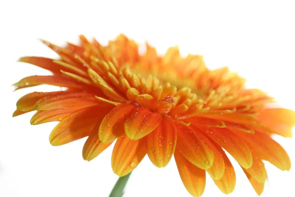 Пелюстки Квітки Гербери Розквіт — стокове фото