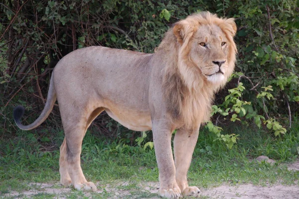 Koning Van Dieren — Stockfoto