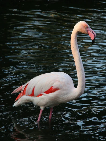 Flamingo Natural Bird Background — Stock Photo, Image