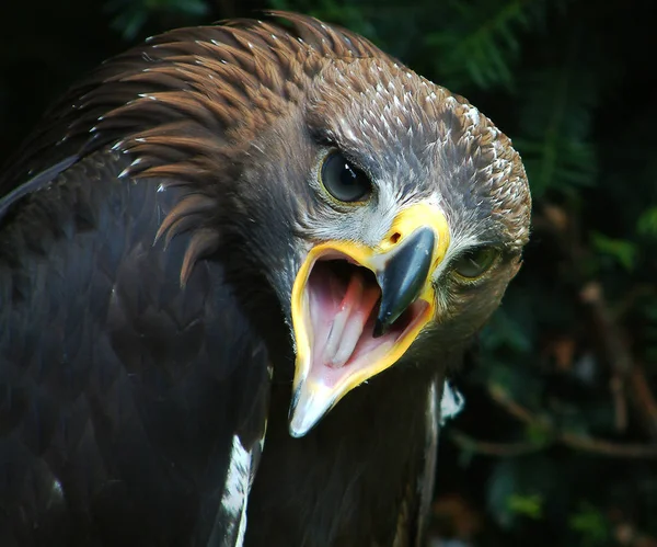 Vacker Utsikt Över Vacker Fågel Naturen — Stockfoto