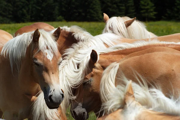 Chevaux Extérieur Jour — Photo