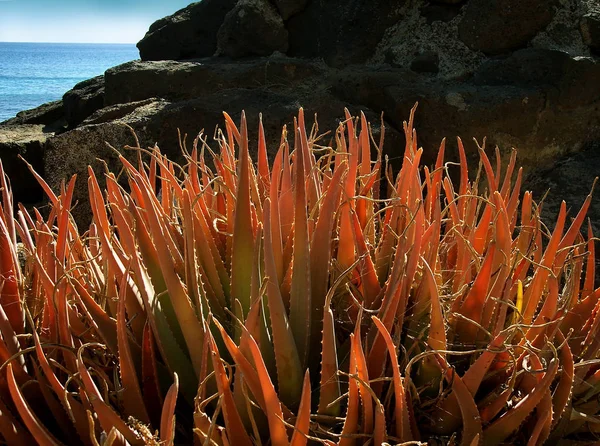 Tropicale Pianta Esotica Flora Naturale — Foto Stock