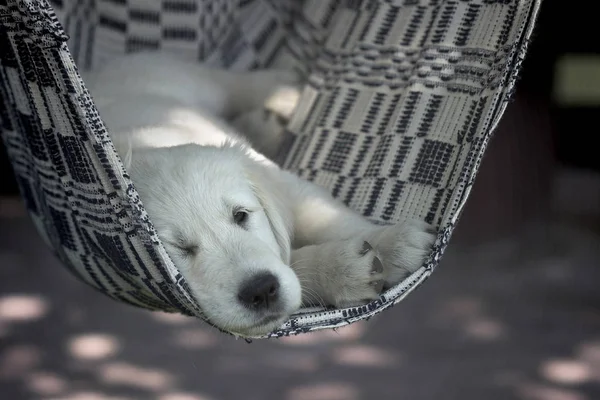 Chien Chiot Dans Cage — Photo