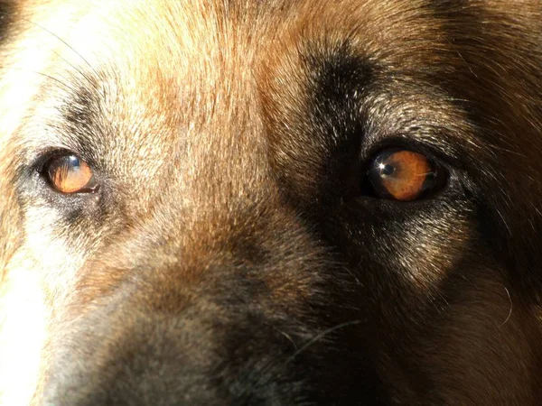 Portrait Cute Dog — Stock Photo, Image