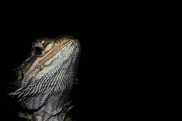 Animale Sălbatice Șopârlă Reptile — Fotografie, imagine de stoc