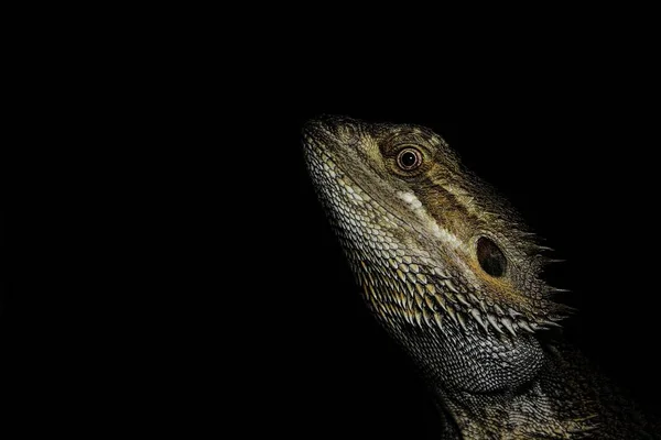 Dragão Barbudo Lagarto Exótico Reptiliano — Fotografia de Stock