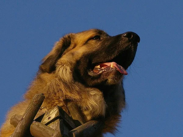 Portait Animal Estimação Cão Bonito — Fotografia de Stock