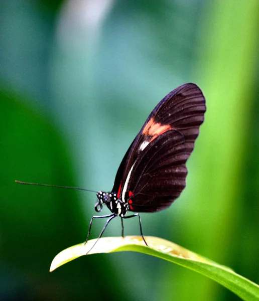 Close Van Een Insect Wilde Natuur — Stockfoto