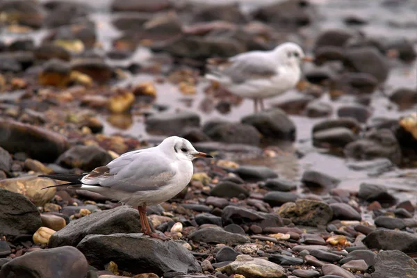 Scenic View Beautiful Cute Gull Bird — Stock Photo, Image