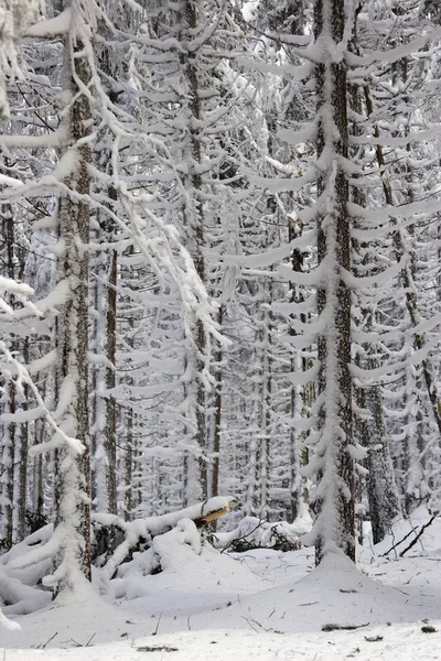 Hermosa Vista Del Paisaje Invierno — Foto de Stock