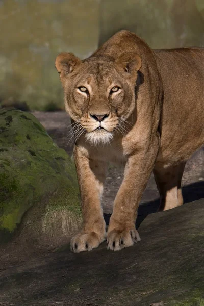 Afrikanskt Lejon Vilda Stora Kattdjur — Stockfoto