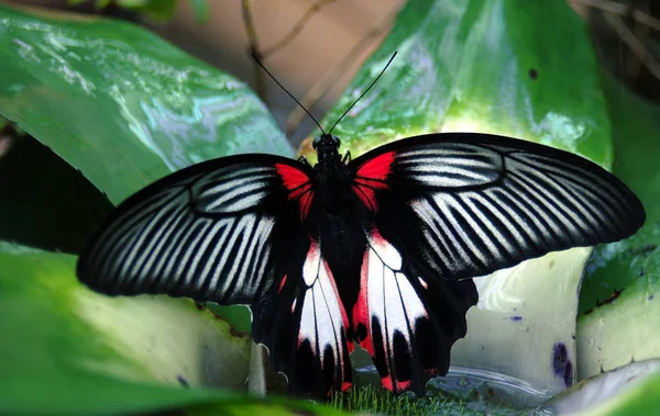 Papilio Rumanzovia Como Nscarlet Permite Cola Ncalled Scarlet Mormon Impresionante —  Fotos de Stock