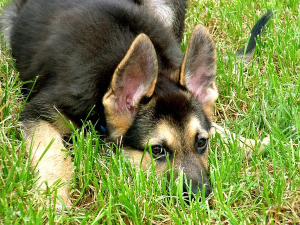 Portrait Cute Dog — Stock Photo, Image