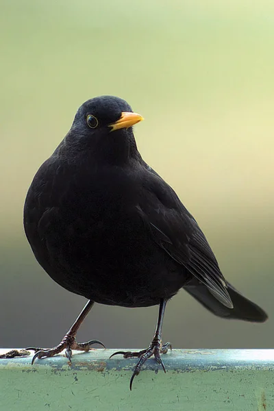 Malerischer Vogelschuss Der Outdoor Szene — Stockfoto