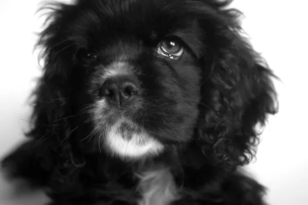 Portrait Cute Dog — Stock Photo, Image