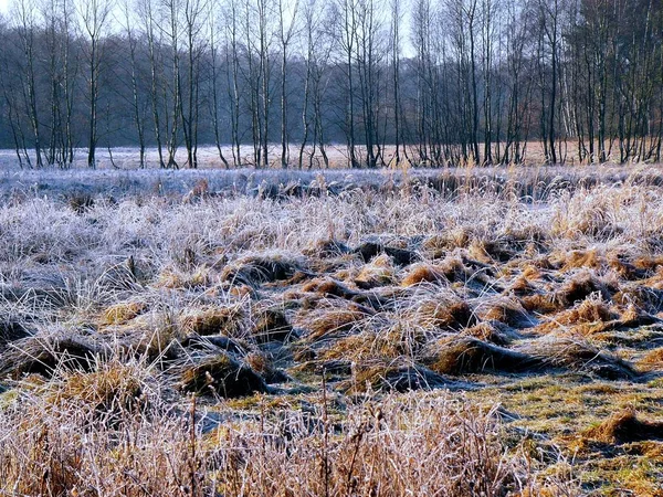 Jégviszonyok Mocsárban — Stock Fotó