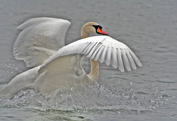 Observação Pássaros Tiro Patos Natureza Selvagem — Fotografia de Stock