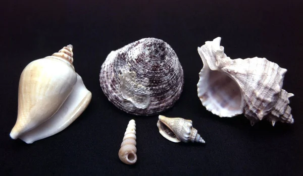 Caracol Shell Hélice Invertebrada — Fotografia de Stock