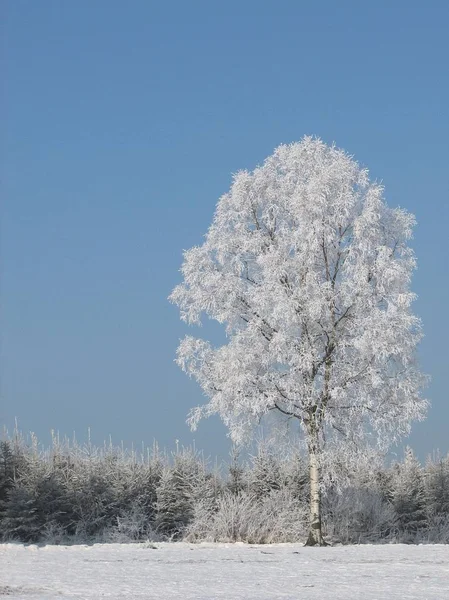 ウィトゲンシュタインの冬 — ストック写真