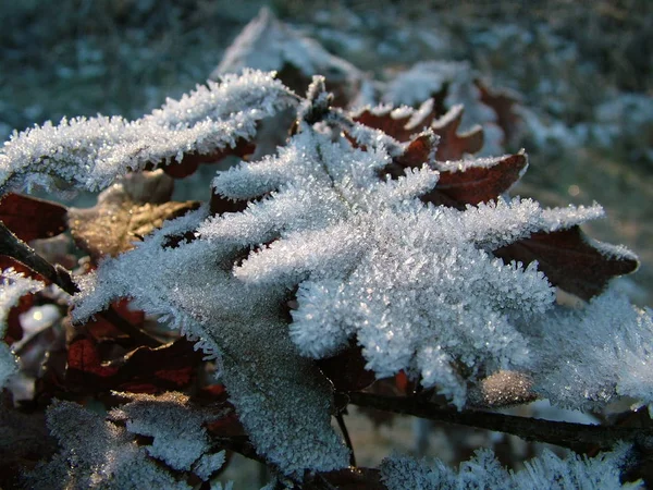 Bir Meşe Yaprağı Dondurucu Soğuğa Sıkıca Sarılmış Bir Şekilde Bir — Stok fotoğraf