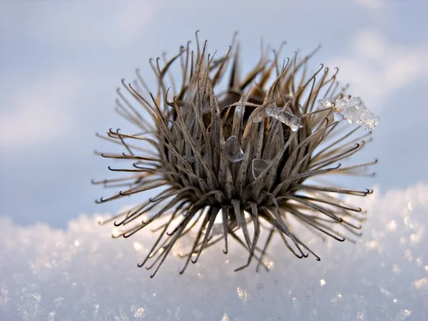 Karla Kaplı Bitkilerle Kış Arkaplanı — Stok fotoğraf