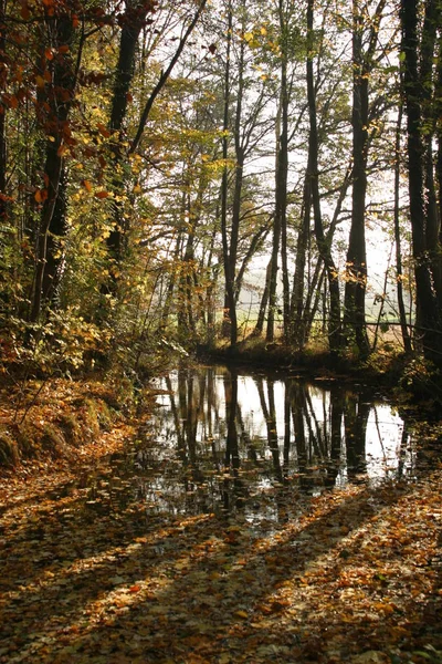 Herbstspaziergang Park — Stockfoto