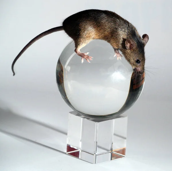 Rat Dans Verre — Photo