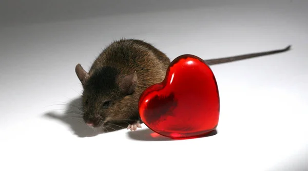 Love Your Mouse — Stock Photo, Image