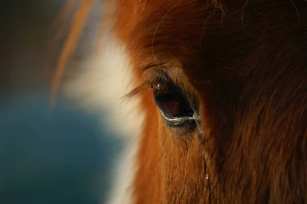 cute horse at wild nature