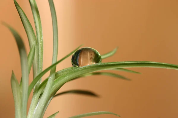 Kleine Tropfen Recht Groß — Stockfoto