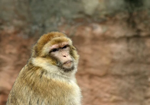 Encerramento Animais Jardim Zoológico — Fotografia de Stock