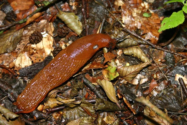 Rosso Slug Sul Pavimento Della Foresta — Foto Stock