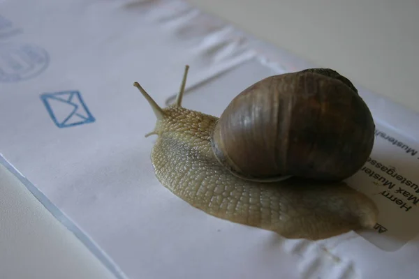 Caracol Vid Sobre —  Fotos de Stock