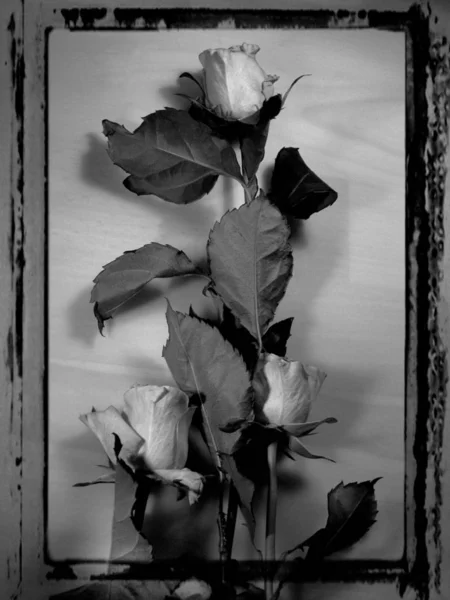Roses Flowers Petals Flora — Stock Photo, Image