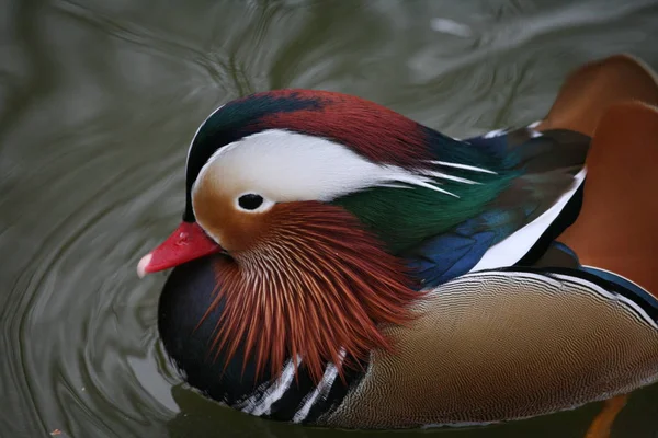 Bird Watching Shot Ducks Wild Nature — Stock Photo, Image