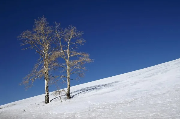 Twee Berkenbomen Sneeuw — Stockfoto