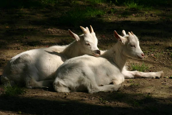 二人の若い白いヤギ — ストック写真