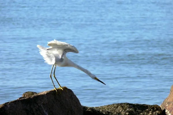 Vue Panoramique Bel Oiseau Nature — Photo