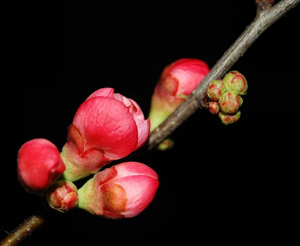 Gutui Flori Japoneze Chaenomeles Speciosa Din Familia Trandafiri Originară Din — Fotografie, imagine de stoc