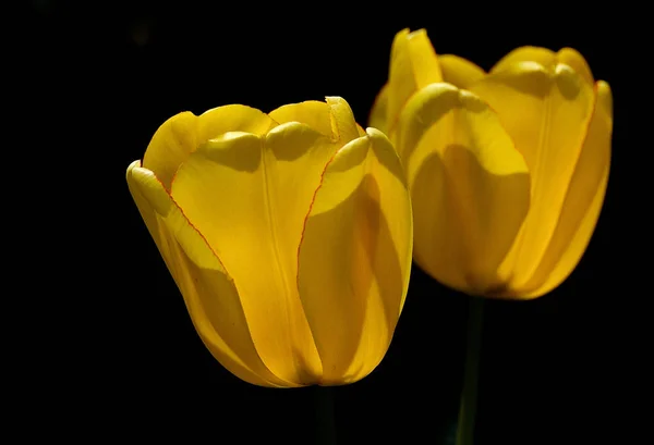 Jaro Krásné Jarní Tulipány Květiny Flóra — Stock fotografie