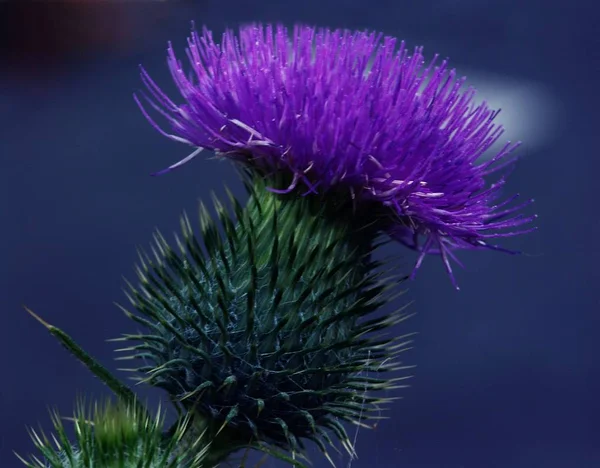 Dziki Kwiat Polny Flora Natura — Zdjęcie stockowe