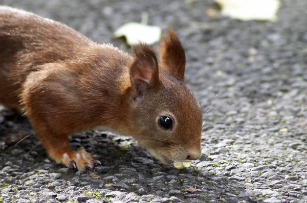 Bedårande Ekorre Djur Gnagare — Stockfoto