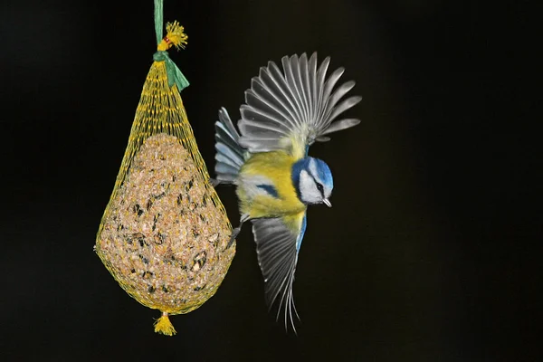 Scenic View Beautiful Blue Tit Nature — Stockfoto