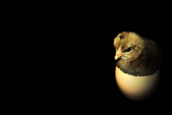 Malebný Pohled Krásného Ptáka Přírodě — Stock fotografie