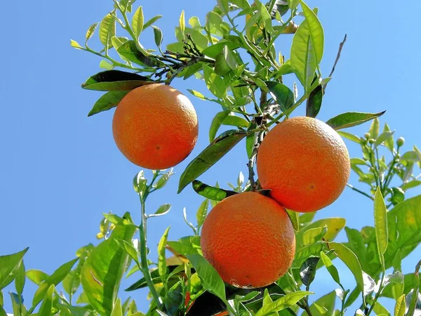 Closeup Citrus Fruits — Stock Photo, Image