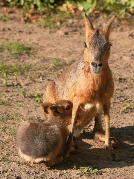 Kangoeroe Dier Australisch Zoogdier — Stockfoto