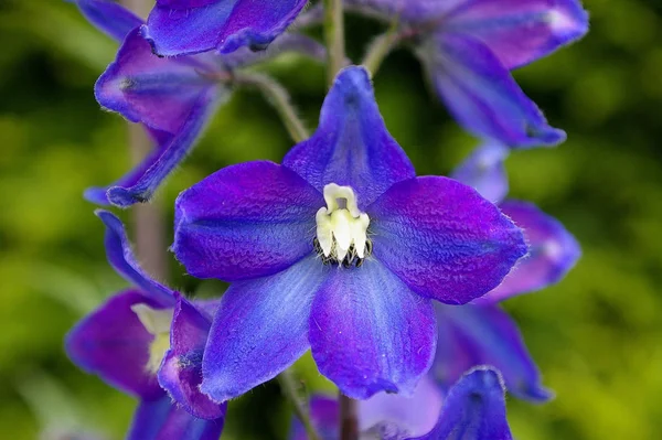 Piękne Botaniczne Ujęcie Naturalna Tapeta — Zdjęcie stockowe