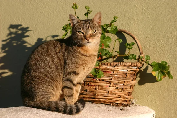 Anderes Tier Selektiver Fokus — Stockfoto