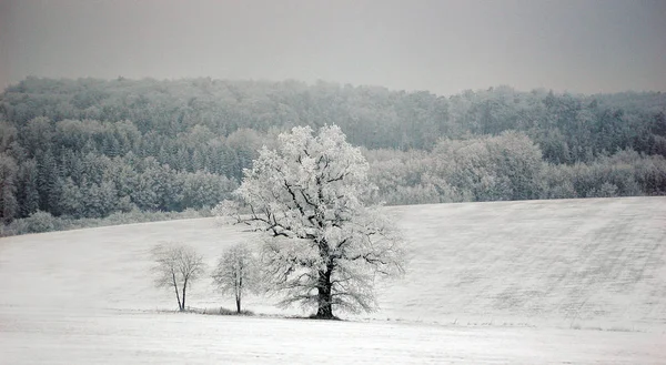 Krásný Výhled Zimní Krajinu — Stock fotografie